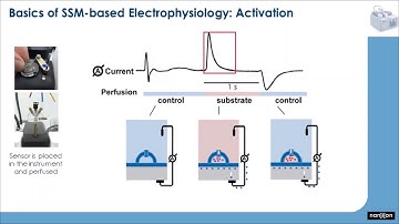 Webinar - Functional studies on membrane transporters using the SURFE²R N1