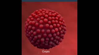 Fertilization of Sperm and Ovum animation | Human Reproduction