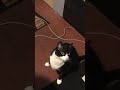 Cute Alert: My Cat p00s Hunts Bugs in Style