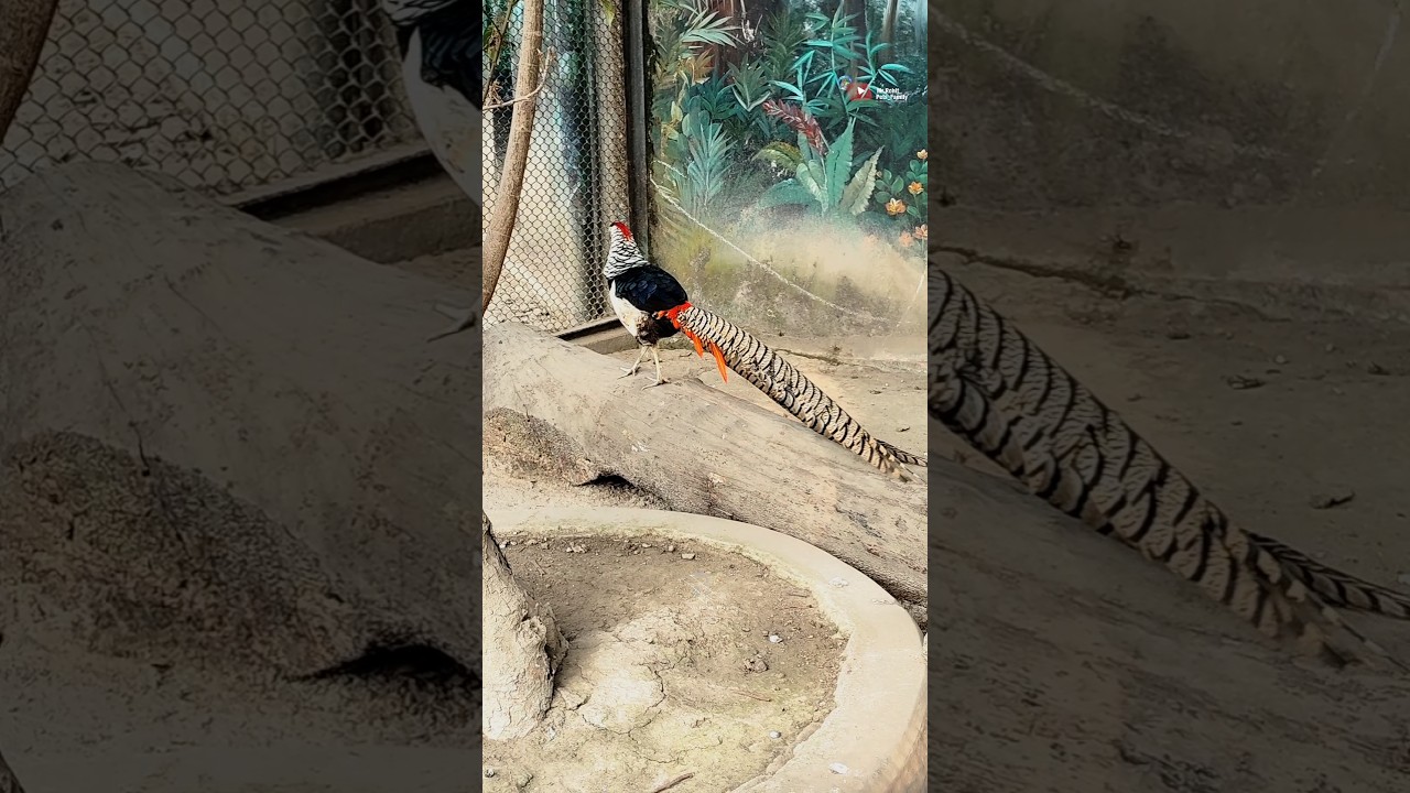 The Most Beautiful Birds at the Zoo 😍🥰🐦 || 