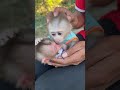 #fypviralシ #cute #monkey #animal #cutemonkey #babymonkey #littlebabymonkey #viralvideo #Short