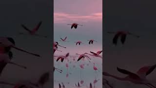 Flamingos...and the sunset