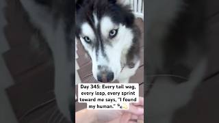 Every Tail Wag, Every Leap, Every Sprint Toward Me Says, I Found My Human.