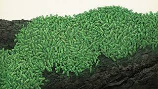 Microbial Growth & Growth Kinetics | Phases, Factors, and Models Explained