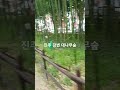진주 여행 데이트 코스 사계절 이색적인 대나무숲