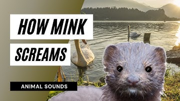 The Animal Sounds: Mink Screams / Sound Effect / Animation