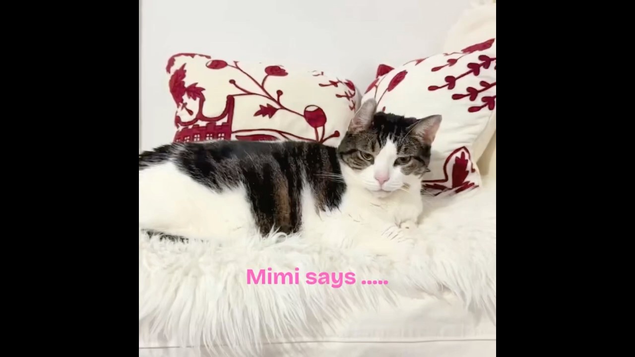 Mimi Says… 👀🐱 #shorts #cat - YouTube