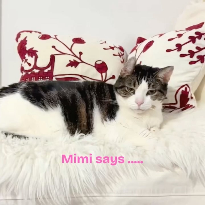 mimiネコ☆ページです☆ Mimi Says… 👀🐱 #shorts #cat - YouTube