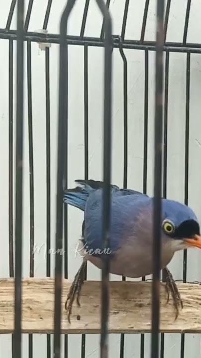 Suara Pikat Burung RPM #rambatanparuhmerah #rambatangacor #rambatandoraemon