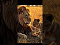 Baby Lion Wakes Up Angry Dad Dad's Reaction is Priceless #shorts #animallife #youtubeshorts #lion