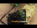 Grafting Cacti