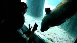 20100613_002 貪玩 bb 海豹 @ Ocean Park