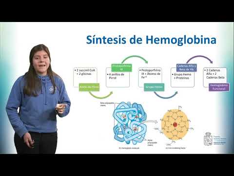 Vídeo: Diferencia Entre Hematopoyesis Y Eritropoyesis