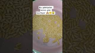 Yorumlara Yaz Abone Ol