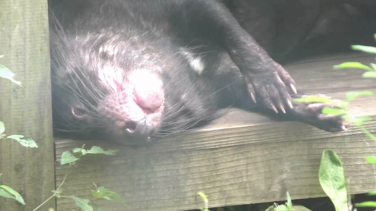 タスマニアデビル お昼寝中 Tasmanian Devil Youtube