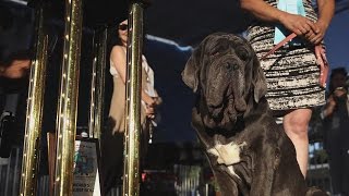 Worlds Ugliest Dog Of 2017 Is A Lovable Neapolitan Mastiff Named Martha