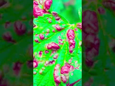 Видео: Заболяване на листата на черешовия рашпил – разпознаване на симптомите на листата на черешовата матричка