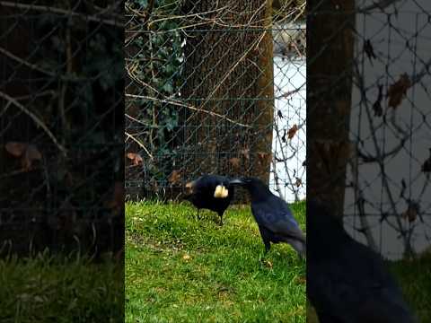 Raben #shortsvideo #birds #vogel #winterbirds #raben #crow #nature #wildlife