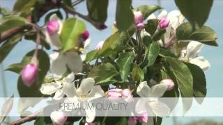 SweeTango Story Apples 101 About Sweetango Apples