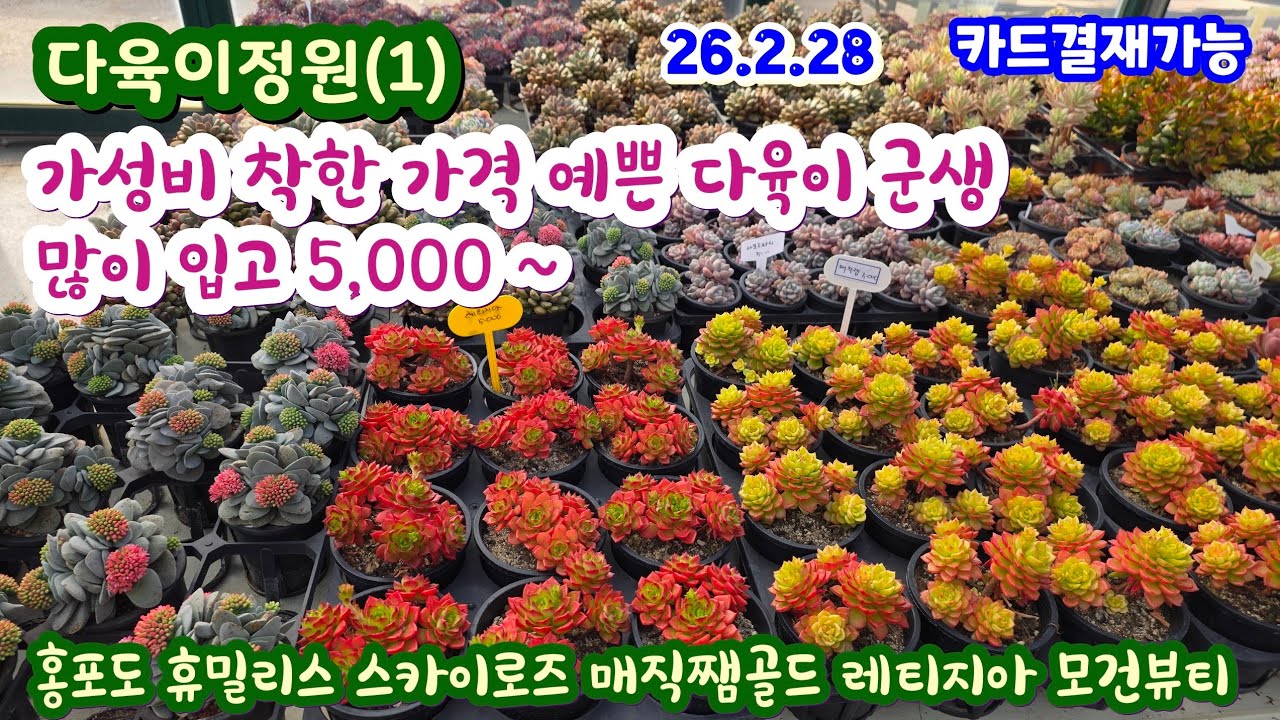 다육이정원(1) 예쁜  육이들 군생 무진장 착한 가격  입고 스카이로즈 휴밀리스 핑클루비 레티지아 뉴진스 예진장미 