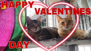 Happy Valentines Day From  CatsLifePH ❤️ by Cats Life PH 211 views 2 months ago 1 minute, 21 seconds