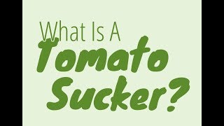 Identifying Tomato Suckers