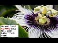 Things that NO ONE WILL TELL YOU About This Flowering Vine (Passion Flower /Passiflora)