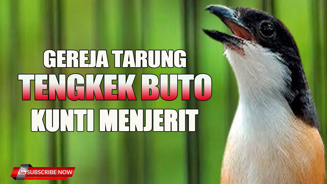 CENDET GACOR DENGAN MATERI PALING LARIS DAN VIRAL DI GANTANGAN GARANSI MENJERIT