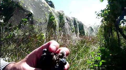 Harvesting grapes infested with Botrytis