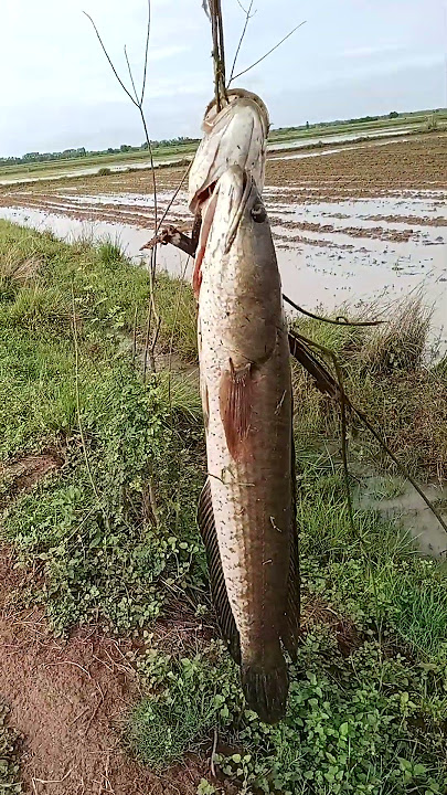 ដល់ខែរដូវត្រីហើយបាត🐬...#wedding #farming https://www.facebook.com/share/16nCXYUuQK/