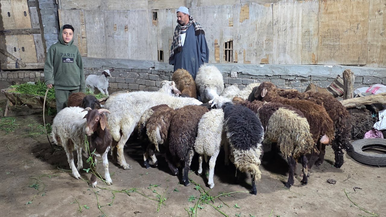 #عاجل | وصول صفقة خرفان وجديان وماعز والده الي مزرعة المعلم احمد سلالات عالية بتاريخ 26 / 2
