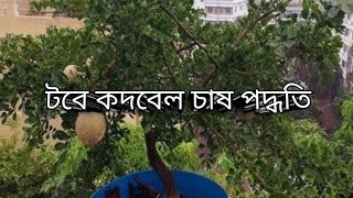 ছাদে কদবেল চাষ পদ্ধতি। আজকের ভিডিও তে থাকছে কদবেল নিয়ে আলোচনা।