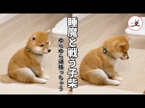 負けてもいいのに…戦っちゃうんだよなぁ