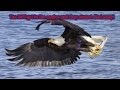 Eagles and Change