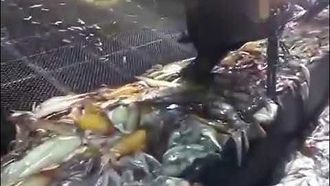 Cận cảnh câu mực, công nghệ tự động. Sao mà người ta tài thế 😍