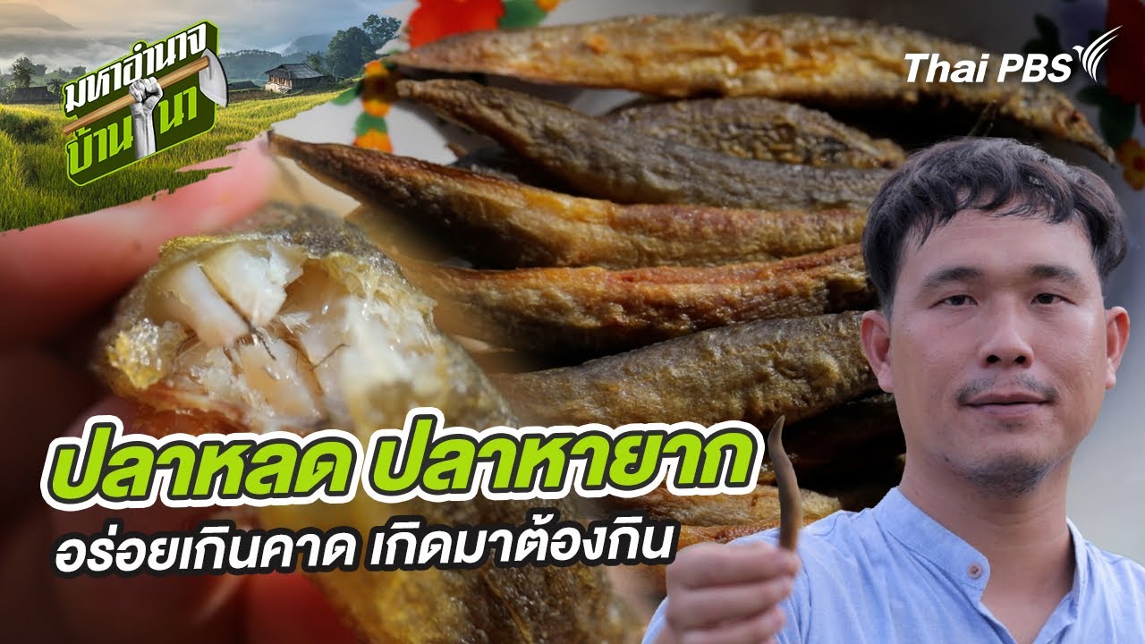 ปลาหลด ปลาหายาก อร่อยเกินคาด เกิดมาต้องกิน | มหาอำนาจบ้านนา