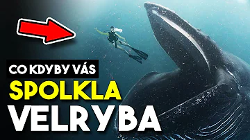 Kdo je nejstarší zástupcem šedých velryb?