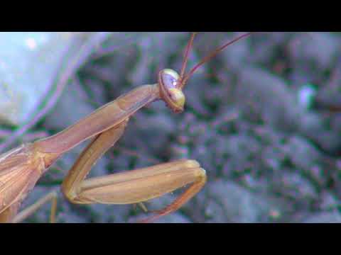 Praying Mantis watching the ants go by