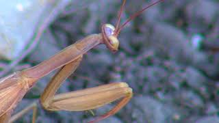 Praying Mantis watching the ants go by