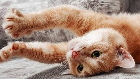 Benefits of Scratching Posts