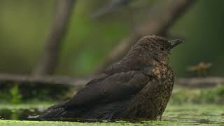 Common blackbird male, Fekete rigó, Turdus merula