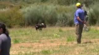 Campeonato De España De Rastro De Jabalí 2009 - Portomarín Lugo-2ª Parte