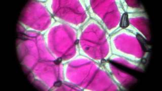 Onion Osmosis