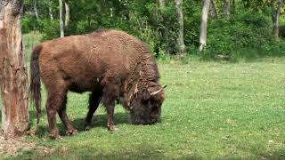 All About American Bison (aka Buffalo) for Kids - Animal Videos for Children - Animal  Kingdom