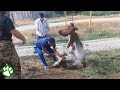 Pulling a cow out of a manhole