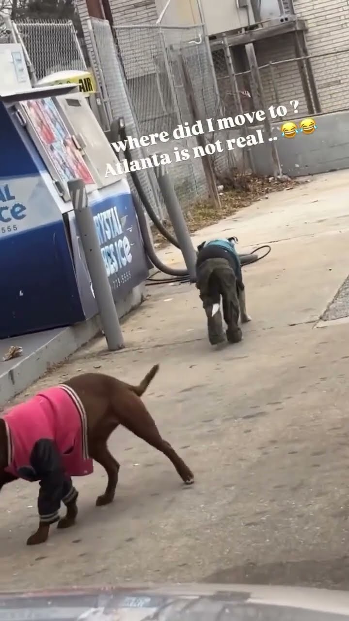 When they move to Atlanta and see the dogs