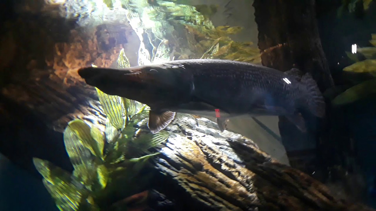 I COUGHT HUGE MASSIVE BARRACUDA SOUTH PADRE ISLAND PIER SPRING BREAK