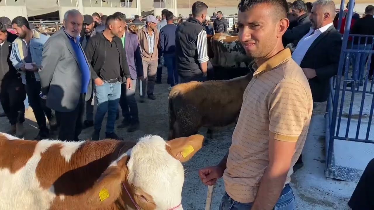 11 EYLÜL ANKARA ÇUBUK HAYVAN PAZARI .!!! Anası danası 80 bin Çifti 280 bine olan Tosunlar 