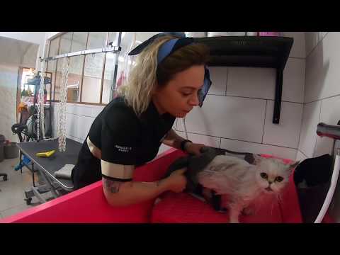 Vidéo: Montrer Le Toilettage Des Chats Persans