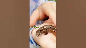 ЯЩЕРИЦЫ СРЕДНЕЙ ПОЛОСЫ РОССИИ! #shorts , #ящерицы